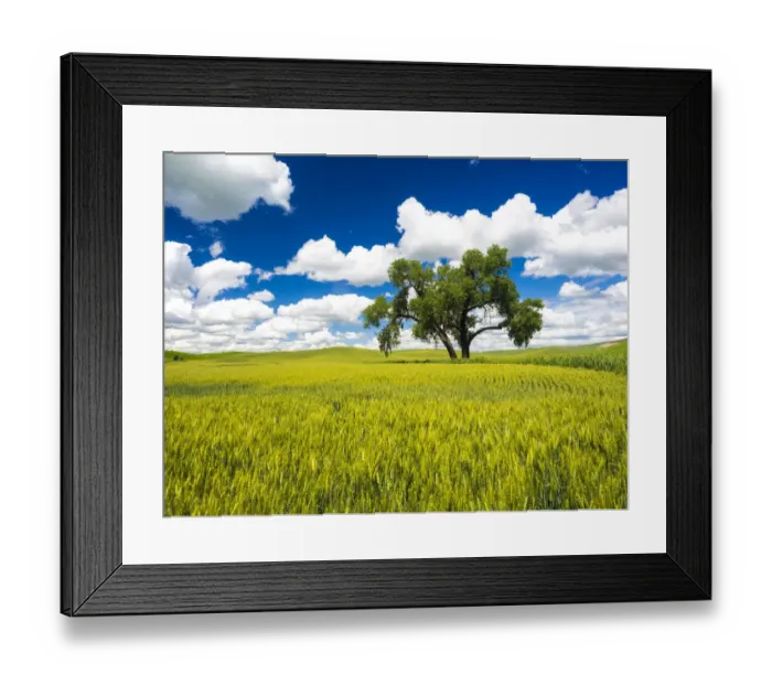 Framed Print : USA, Washington State, Palouse Region. Lone old oak tree in wheat field Framed Print : USA, Washington State, Palouse Region. Lone old oak tree in wheat field