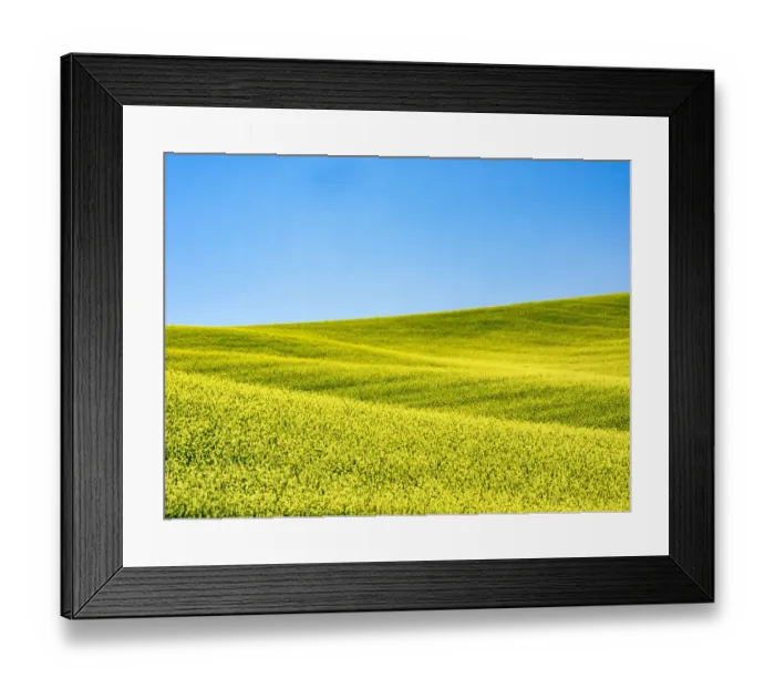 Framed Print : Canola field in Spring Framed Print : Canola field in Spring