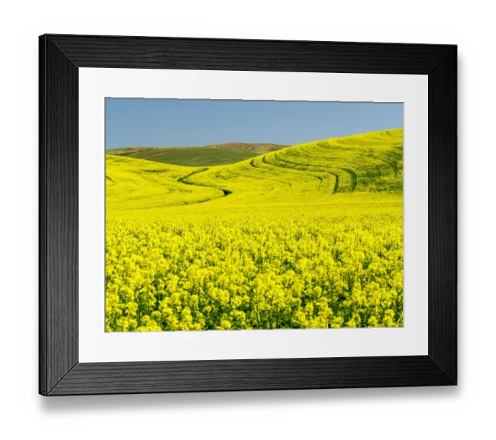 Framed Print : Canola field in Spring Framed Print : Canola field in Spring