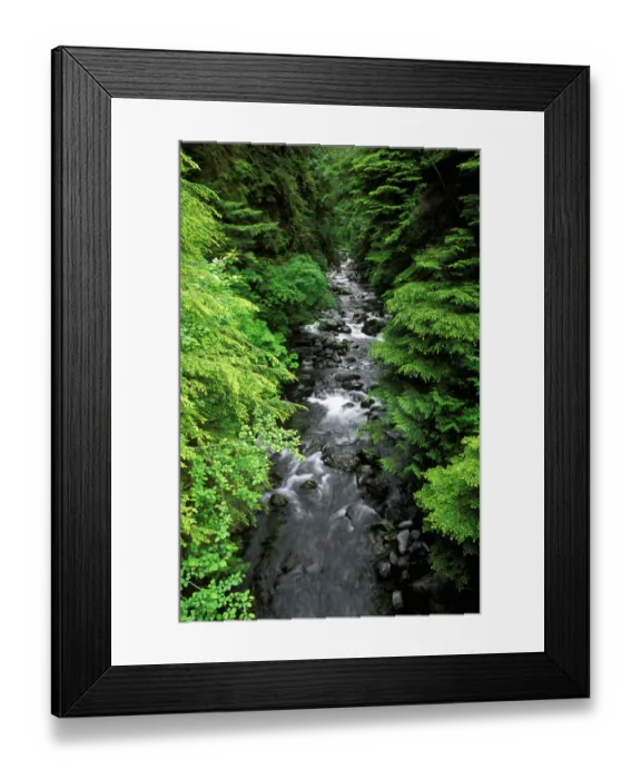 Framed Print : Dense forest along Howe Creek in the Quinault Rain Forest, Olympic National Park Framed Print : Dense forest along Howe Creek in the Quinault Rain Forest, Olympic National Park