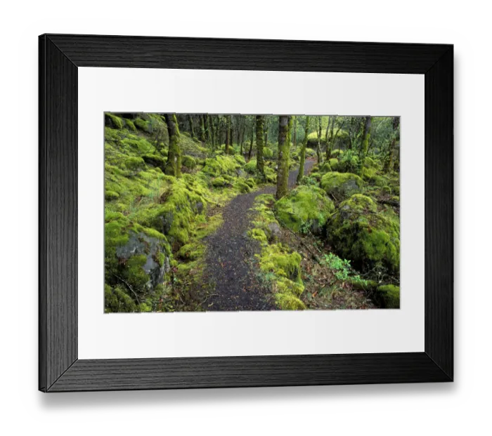 Framed Print : Trail through moss covered forest along the Columbia River, Fort Cascade National Historic Site Framed Print : Trail through moss covered forest along the Columbia River, Fort Cascade National Historic Site