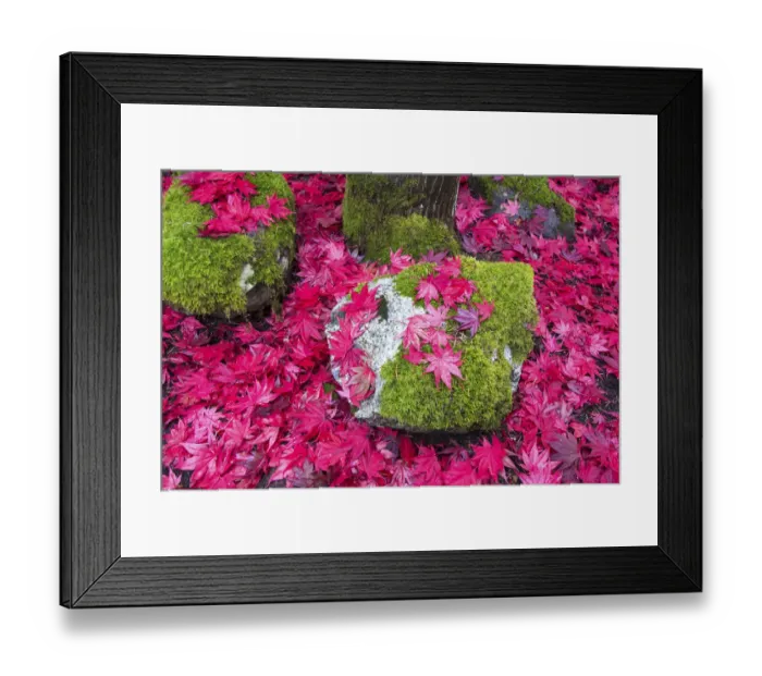 Framed Print : USA, Washington State. Fallen autumn Japanese maple leaves contrast to rock and moss Framed Print : USA, Washington State. Fallen autumn Japanese maple leaves contrast to rock and moss