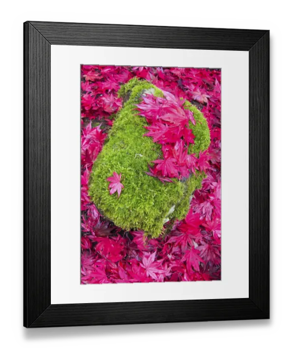 Framed Print : USA, Washington State. Fallen autumn Japanese maple leaves contrast to rock and moss Framed Print : USA, Washington State. Fallen autumn Japanese maple leaves contrast to rock and moss