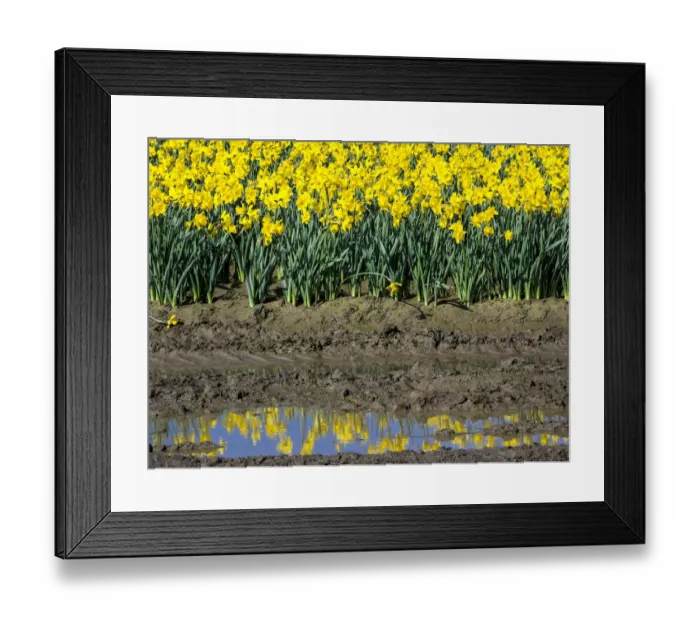Framed Print : Rows of daffodils in reflection Framed Print : Rows of daffodils in reflection