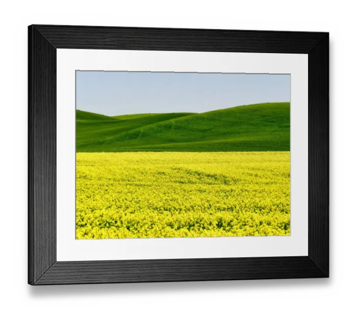 Framed Print : Canola field in Spring