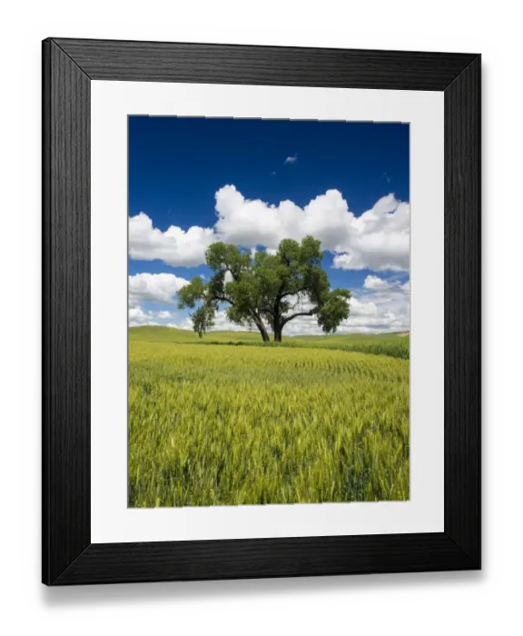 Framed Print : USA, Washington State, Palouse Region. Lone old oak tree in wheat field Framed Print : USA, Washington State, Palouse Region. Lone old oak tree in wheat field