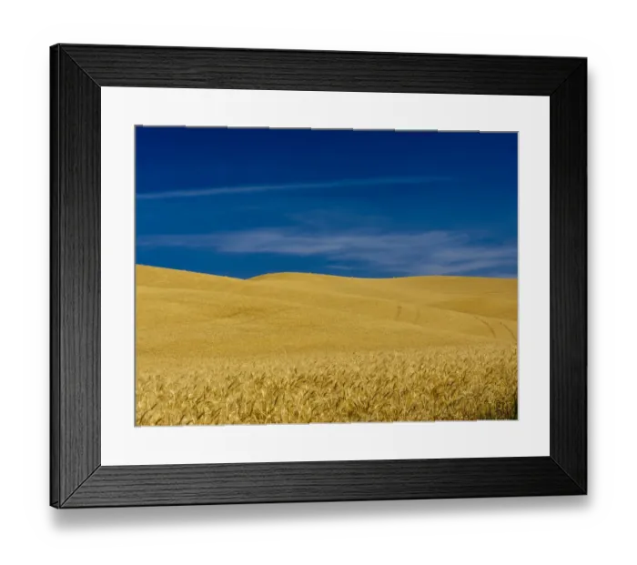 Framed Print : USA, Washington State, Palouse Region. Fields during harvest Framed Print : USA, Washington State, Palouse Region. Fields during harvest