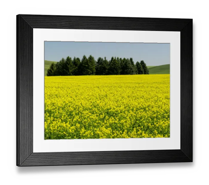 Framed Print : Canola field in Spring Framed Print : Canola field in Spring