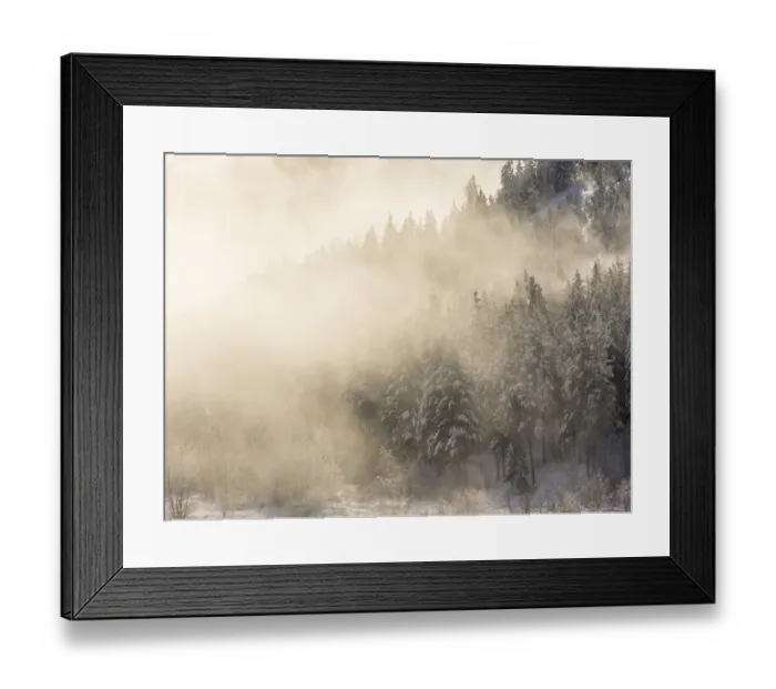 Framed Print : Trees in fog with morning light Framed Print : Trees in fog with morning light