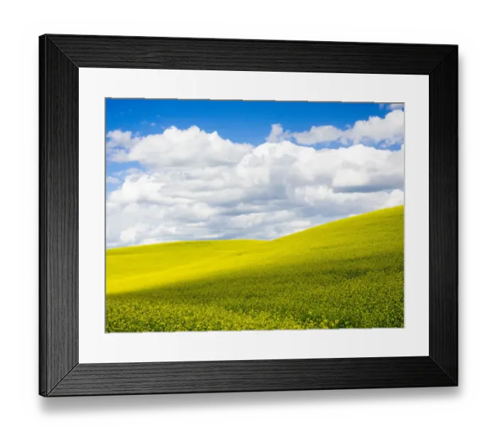 Framed Print : USA, Washington State, Palouse Region. Spring Canola field with clouds Framed Print : USA, Washington State, Palouse Region. Spring Canola field with clouds