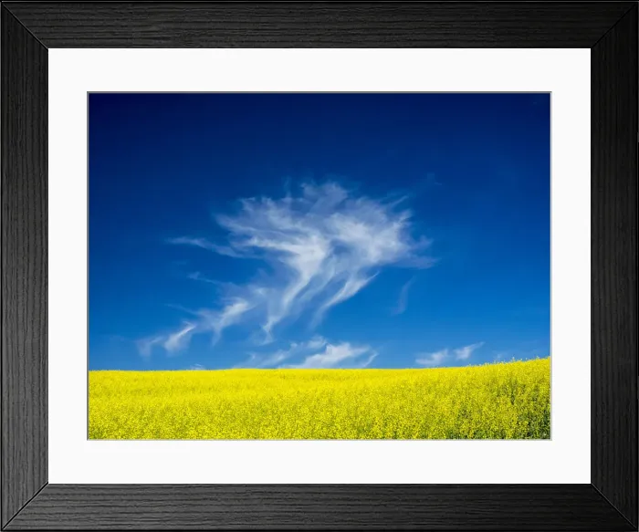 Framed Print : USA, Washington State, Palouse Region. Spring Canola field Framed Print : USA, Washington State, Palouse Region. Spring Canola field