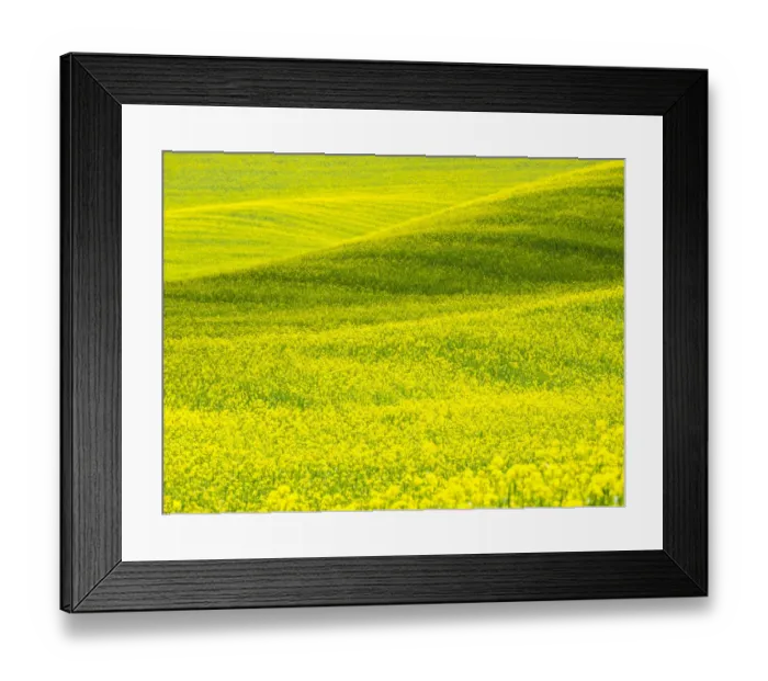 Framed Print : USA, Washington State, Palouse Region. Patterns in Spring Canola field Framed Print : USA, Washington State, Palouse Region. Patterns in Spring Canola field