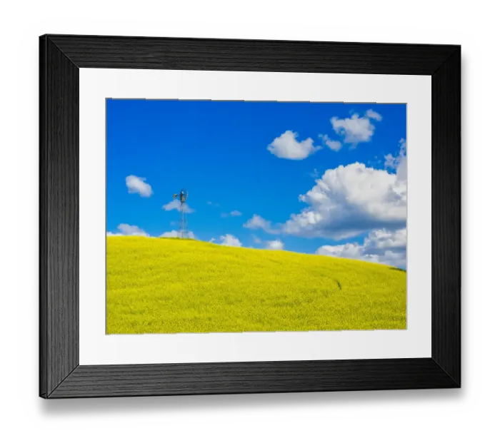 Framed Print : USA, Washington State, Palouse Region. Canola fields with weathervane Framed Print : USA, Washington State, Palouse Region. Canola fields with weathervane