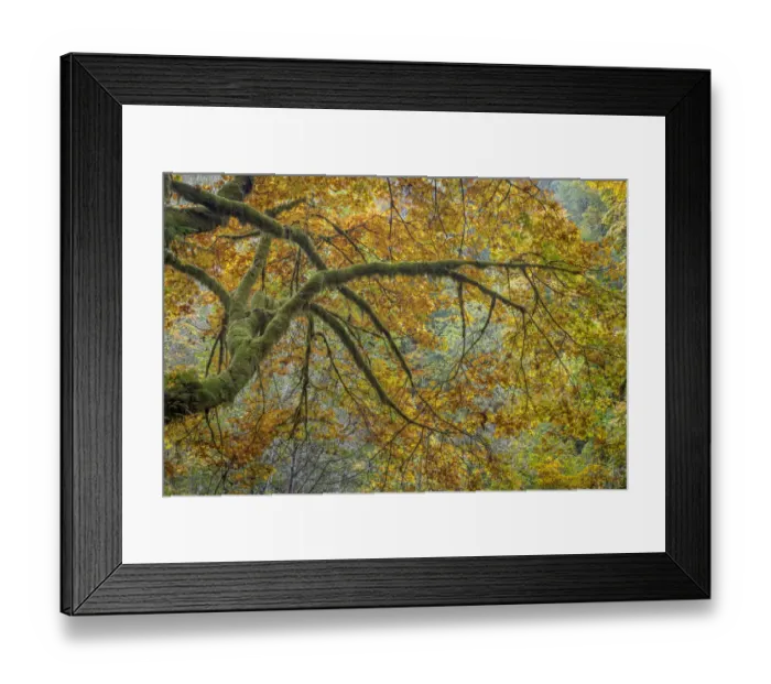 Framed Print : USA, Washington State, Seabeck. Bigleaf maple trees in Guillemot Cove Nature Preserve Framed Print : USA, Washington State, Seabeck. Bigleaf maple trees in Guillemot Cove Nature Preserve