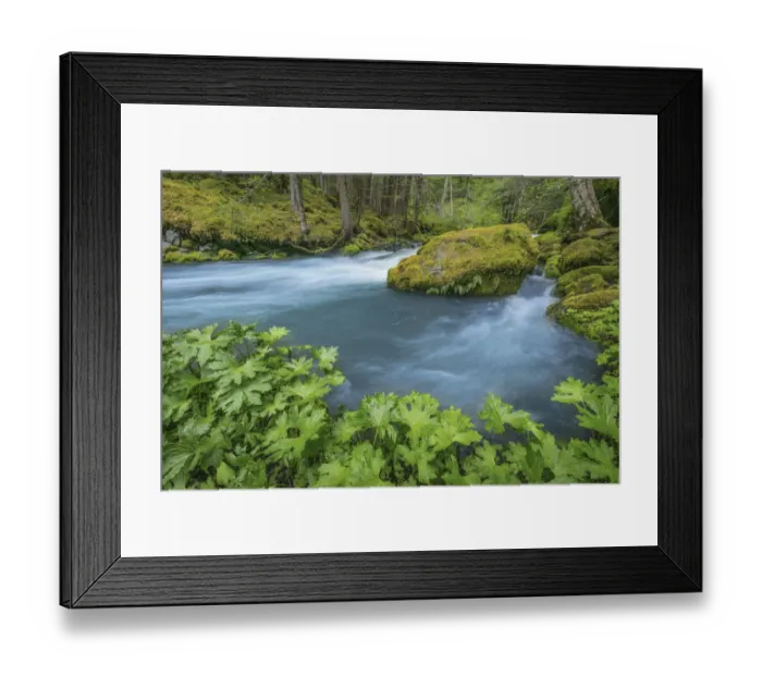 Framed Print : USA, Washington State, Olympic National Forest. Royal Creek landscape. Credit as Framed Print : USA, Washington State, Olympic National Forest. Royal Creek landscape. Credit as