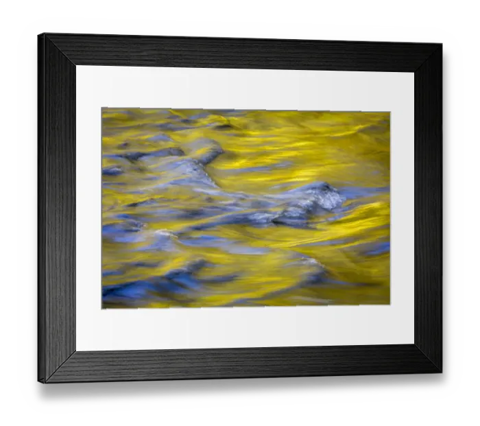 Framed Print : USA, Washington State, Olympic National Park. Golden river reflections from sunlit maple trees Framed Print : USA, Washington State, Olympic National Park. Golden river reflections from sunlit maple trees