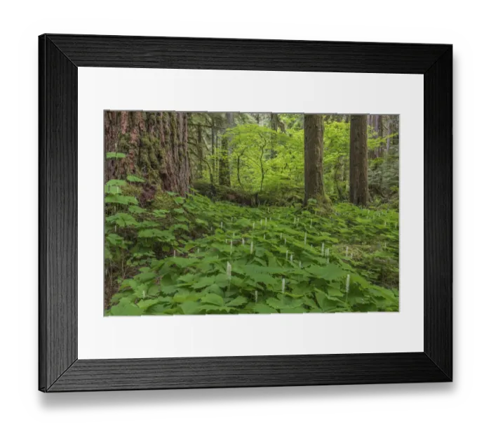 Framed Print : USA, Washington State, Gifford Pinchot National Forest. Vanilla leaf amid forest trees Framed Print : USA, Washington State, Gifford Pinchot National Forest. Vanilla leaf amid forest trees