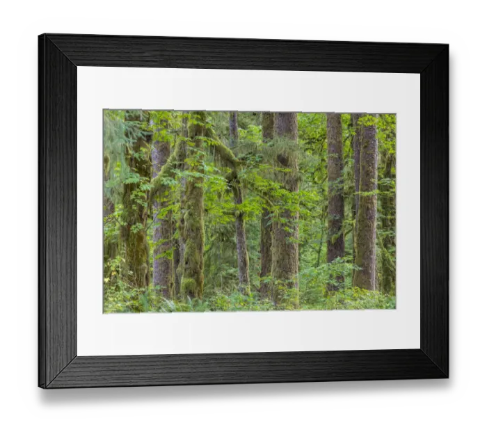 Framed Print : USA, Washington State, Olympic National Park Framed Print : USA, Washington State, Olympic National Park