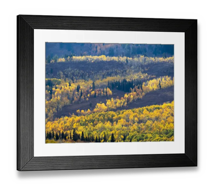 Framed Print : USA, Utah. Logan Canyon, colorful aspens Framed Print : USA, Utah. Logan Canyon, colorful aspens
