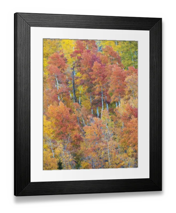 Framed Print : USA, Utah. Logan Canyon, colorful aspens Framed Print : USA, Utah. Logan Canyon, colorful aspens