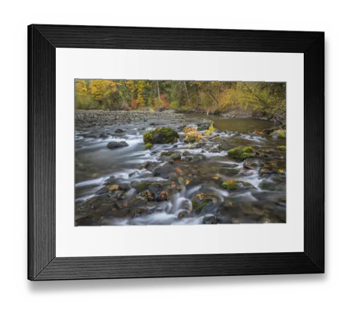 Framed Print : USA, Washington State, Olympic National Forest. Fall forest colors and Hamma Hamma River