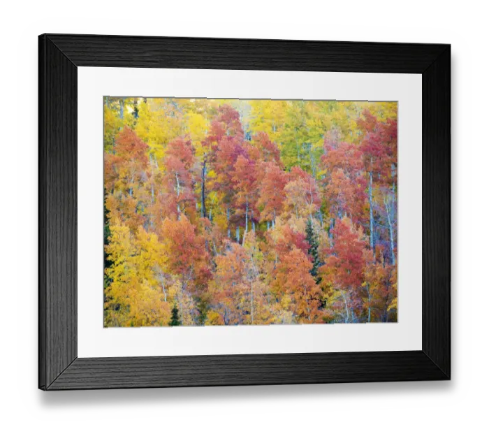 Framed Print : USA, Utah. Logan Canyon, colorful aspens