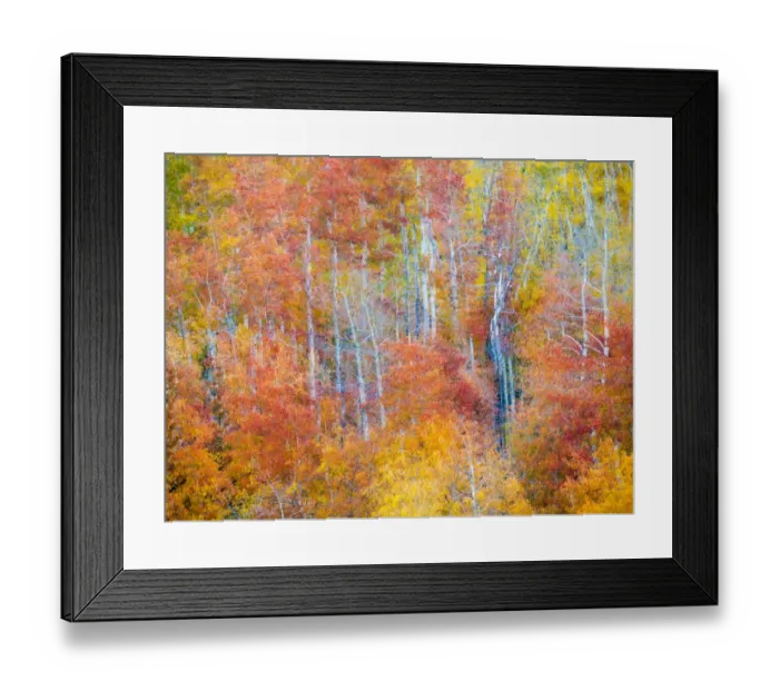 Framed Print : Colorful aspens in Logan Canyon during Autumn Framed Print : Colorful aspens in Logan Canyon during Autumn