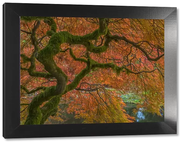 USA, Washington State, Bainbridge Island. Japanese maple tree in fall. Credit as