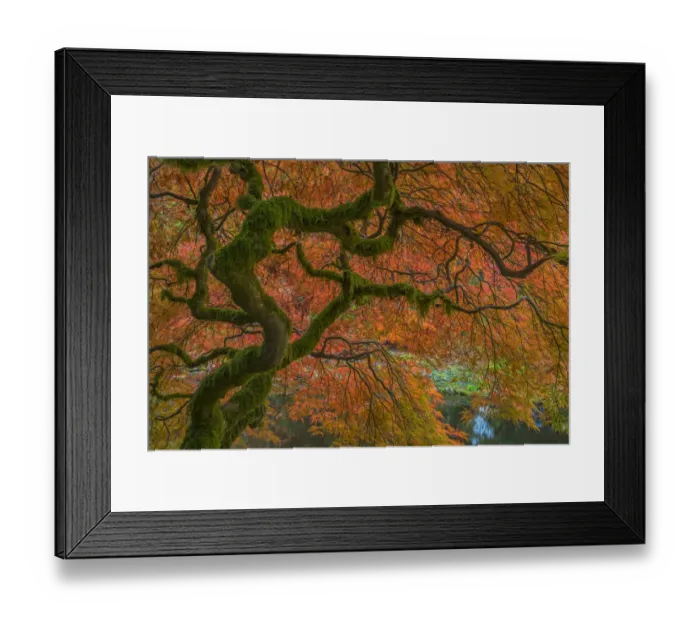 Framed Print : USA, Washington State, Bainbridge Island. Japanese maple tree in fall. Credit as Framed Print : USA, Washington State, Bainbridge Island. Japanese maple tree in fall. Credit as