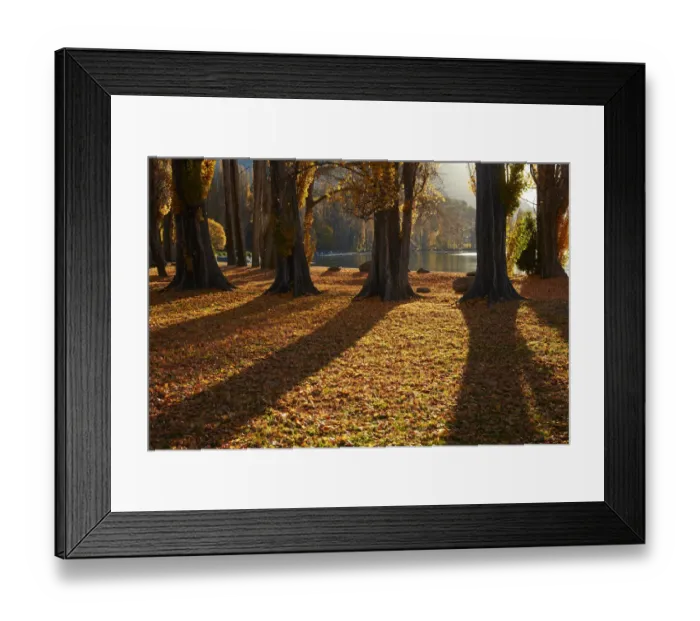 Framed Print : Poplar Trees in Autumn, Lake Wanaka, Otago, South Island, New Zealand