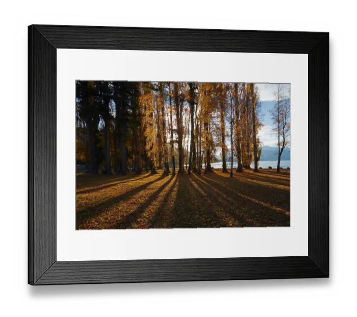 Framed Print : Poplar Trees in Autumn, Lake Wanaka, Otago, South Island, New Zealand Framed Print : Poplar Trees in Autumn, Lake Wanaka, Otago, South Island, New Zealand