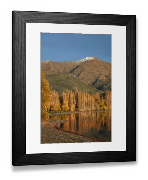 Framed Print : Poplar Trees and Lake Wanaka, Otago, South Island, New Zealand Framed Print : Poplar Trees and Lake Wanaka, Otago, South Island, New Zealand