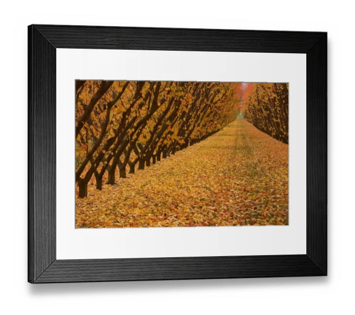 Framed Print : Orchard, Cromwell, Central Otago, South Island, New Zealand