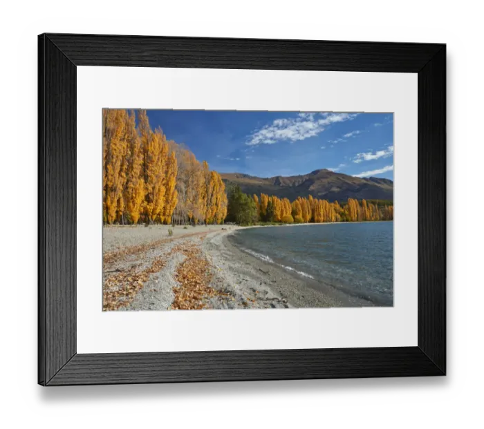 Framed Print : Poplar Trees, Lake Wanaka, Otago, South Island, New Zealand