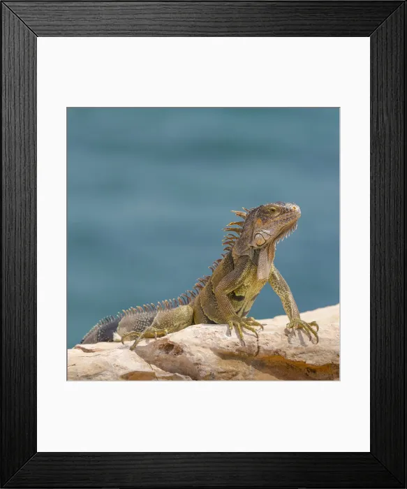 Framed Print : Green iguana, Cabo Rojo cliffs in front of the lighthouse, Cabo Rojo National Wildlife Refuge Framed Print : Green iguana, Cabo Rojo cliffs in front of the lighthouse, Cabo Rojo National Wildlife Refuge