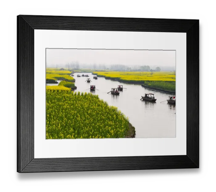 Framed Print : Rowing boat on river through Thousand-Islet canola flower fields, Xinghua, Jiangsu Province Framed Print : Rowing boat on river through Thousand-Islet canola flower fields, Xinghua, Jiangsu Province