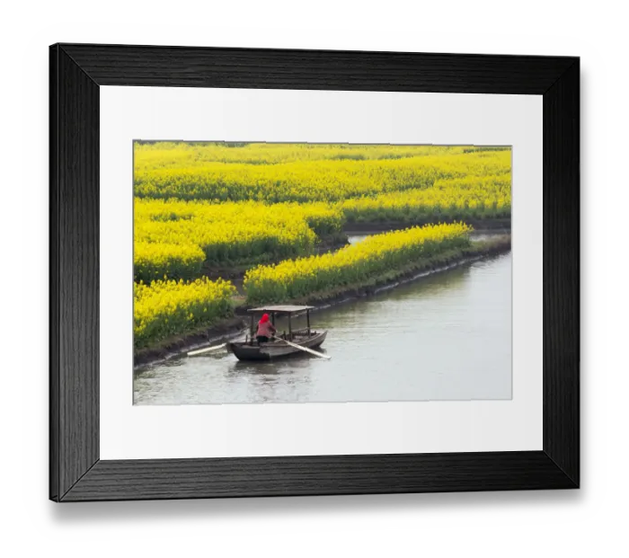 Framed Print : Rowing boat on river through Thousand-Islet canola flower fields, Xinghua, Jiangsu Province Framed Print : Rowing boat on river through Thousand-Islet canola flower fields, Xinghua, Jiangsu Province