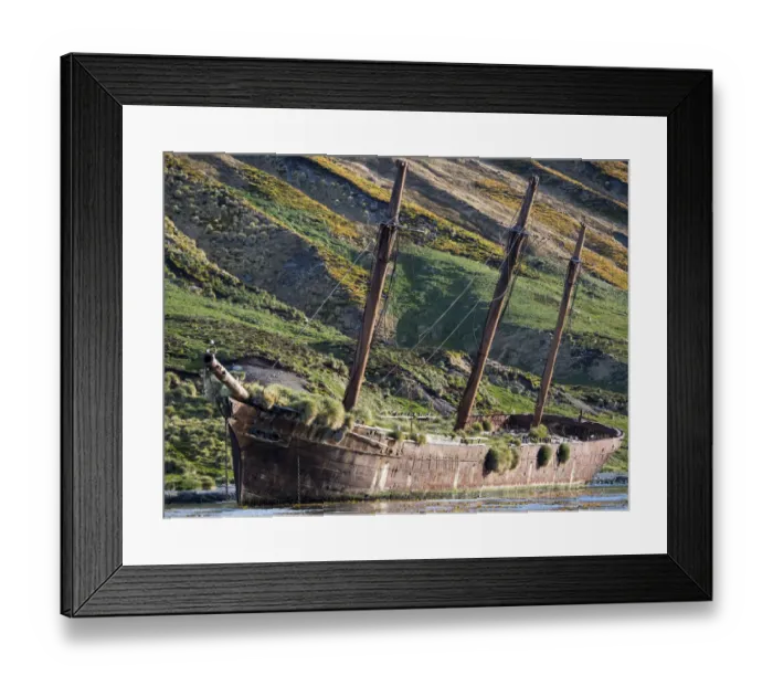 Framed Print : Wreck of the Bayard in Ocean Harbor a whaling station in South Georgia, with a colony