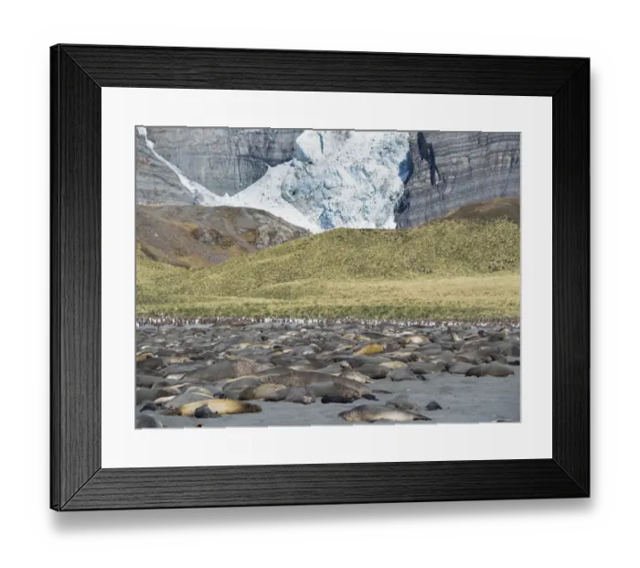 Framed Print : Southern elephant seal (Mirounga leonina), beach with huge colony at Gold Harbor Framed Print : Southern elephant seal (Mirounga leonina), beach with huge colony at Gold Harbor