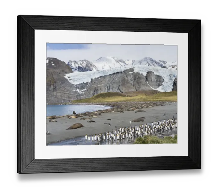 Framed Print : Southern elephant seal (Mirounga leonina), beach with huge colony at Gold Harbour Framed Print : Southern elephant seal (Mirounga leonina), beach with huge colony at Gold Harbour