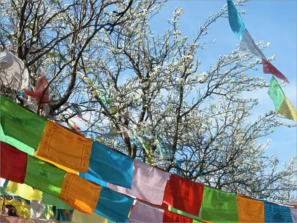 Tibetan praying flags with pear tree blossom, Jinchuan, Sichuan Province, China