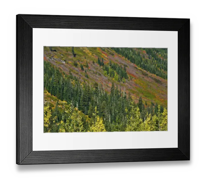 Framed Print : Fall foliage, Stevens Pass Area, Washington State, USA