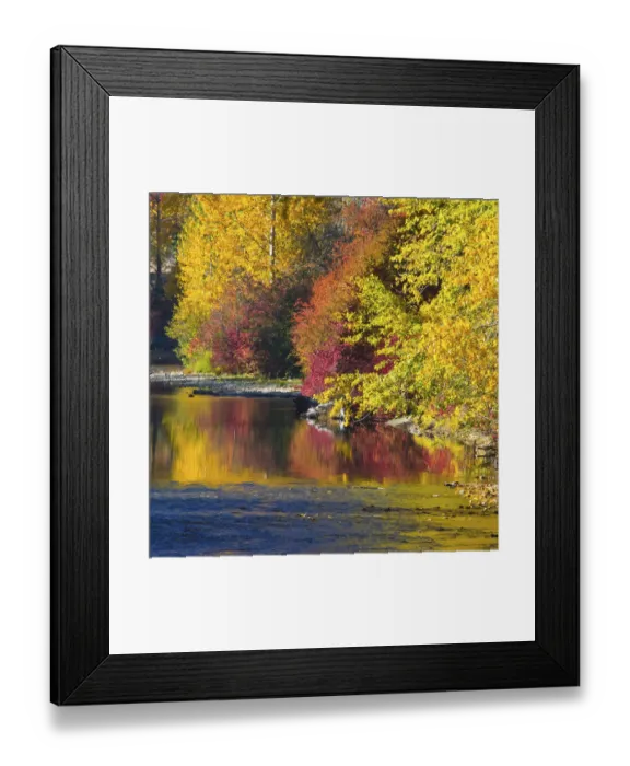 Framed Print : Fall foliage, Nason Creek, Wenatchee National Forest, Washington State, USA Framed Print : Fall foliage, Nason Creek, Wenatchee National Forest, Washington State, USA