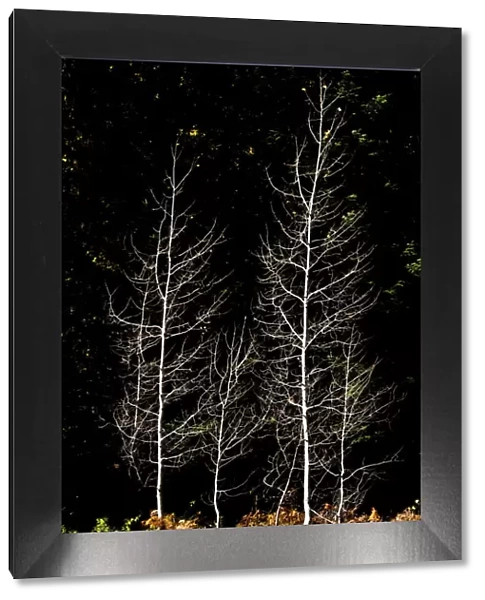Denuded aspens, White River Area, Wenatchee National Forest, Washington State, USA