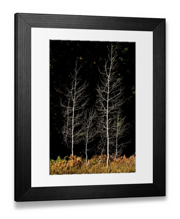 Framed Print : Denuded aspens, White River Area, Wenatchee National Forest, Washington State, USA
