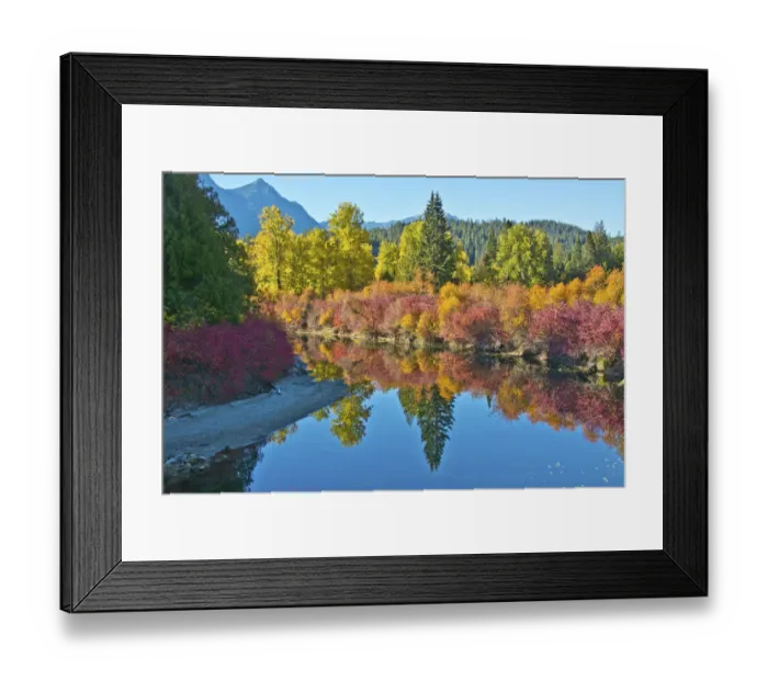 Framed Print : Fall foliage, White River Area, Wenatchee National Forest, Washington State, USA Framed Print : Fall foliage, White River Area, Wenatchee National Forest, Washington State, USA