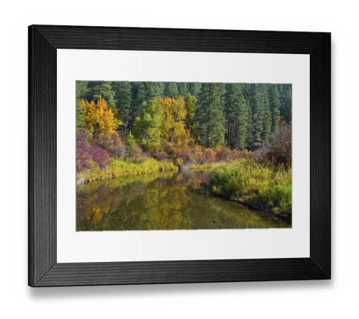 Framed Print : Fall color, Leavenworth National Fish Hatchery, Wenatchee National Forest, Washington State, USA Framed Print : Fall color, Leavenworth National Fish Hatchery, Wenatchee National Forest, Washington State, USA