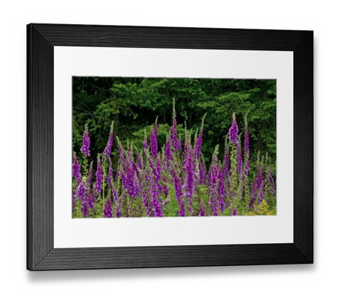 Framed Print : Foxglove, south side, Mount St. Helens National Monument, Washington State, USA Framed Print : Foxglove, south side, Mount St. Helens National Monument, Washington State, USA