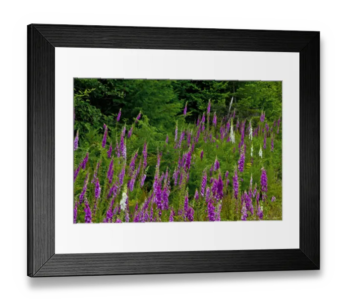 Framed Print : Foxglove, south side, Mount St. Helens National Monument, Washington State, USA Framed Print : Foxglove, south side, Mount St. Helens National Monument, Washington State, USA
