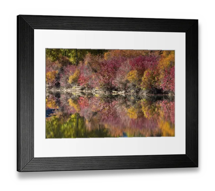 Framed Print : Fall foliage, White River Area, Wenatchee National Forest, Washington State, USA Framed Print : Fall foliage, White River Area, Wenatchee National Forest, Washington State, USA